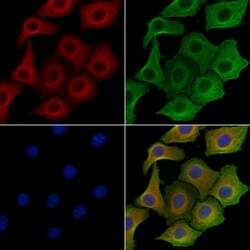 Invitrogen C1QL2 Polyclonal Antibody 100 &mu;L; Unconjugated:Antibodies,