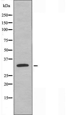 Invitrogen C1QL2 Polyclonal Antibody 100 &mu;L; Unconjugated:Antibodies,