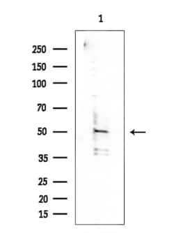 Invitrogen C1QL2 Polyclonal Antibody 100 &mu;L; Unconjugated:Antibodies,