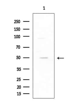 Invitrogen C1QL2 Polyclonal Antibody 100 &mu;L; Unconjugated:Antibodies,