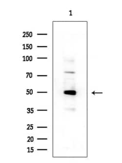 Invitrogen C1QL2 Polyclonal Antibody 100 &mu;L; Unconjugated:Antibodies,