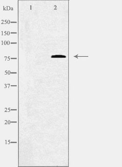 Invitrogen C1S Polyclonal Antibody 100 &mu;L | Buy Online | Invitrogen&trade; | Fisher Scientific