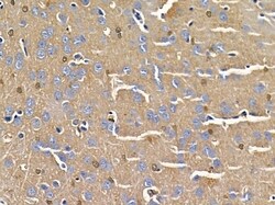 Invitrogen Contactin 2 Polyclonal Antibody 100 &mu;L | Buy Online | Invitrogen&trade; | Fisher Scientific