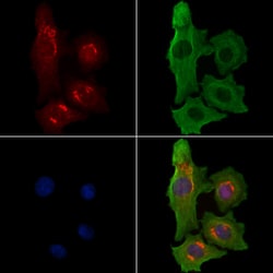 Invitrogen Contactin 6 Polyclonal Antibody 100 &mu;L | Buy Online | Invitrogen&trade; | Fisher Scientific