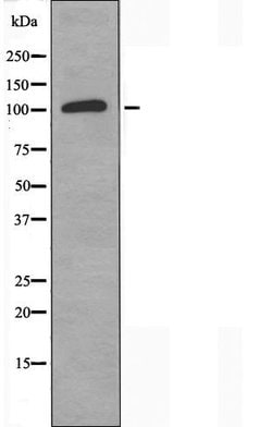 Invitrogen Contactin 6 Polyclonal Antibody 100 &mu;L | Buy Online | Invitrogen&trade; | Fisher Scientific