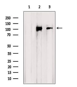 Invitrogen CNGB1 Polyclonal Antibody 100 &mu;L; Unconjugated:Antibodies,
