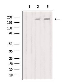 Invitrogen DOCK1 Polyclonal Antibody 100 &mu;L; Unconjugated:Antibodies,