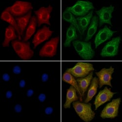 Invitrogen CRMP3 Polyclonal Antibody 100 &mu;L | Buy Online | Invitrogen&trade; | Fisher Scientific