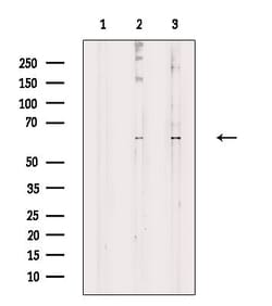 Invitrogen CRMP3 Polyclonal Antibody 100 &mu;L | Buy Online | Invitrogen&trade; | Fisher Scientific