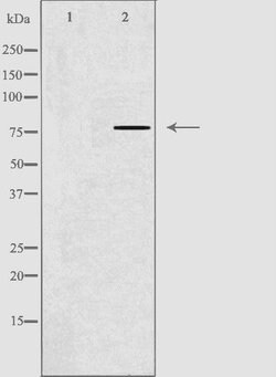 Invitrogen GNPAT Polyclonal Antibody 100 &mu;L; Unconjugated:Antibodies,