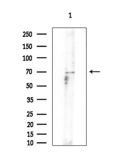 Invitrogen GNPAT Polyclonal Antibody 100 &mu;L; Unconjugated:Antibodies,