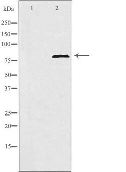 Invitrogen POLI Polyclonal Antibody 100 &mu;L; Unconjugated:Antibodies,