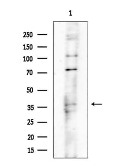 Invitrogen POLR3D Polyclonal Antibody 100 &mu;L; Unconjugated:Antibodies,