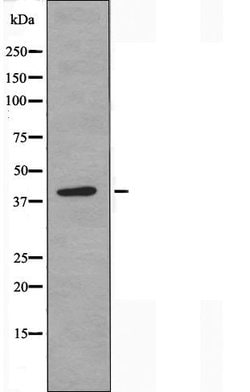 Invitrogen POLR1C Polyclonal Antibody 100 &mu;L; Unconjugated:Antibodies,