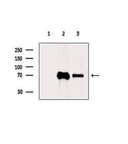 Invitrogen DNAI2 Polyclonal Antibody 100 &mu;L | Buy Online | Invitrogen&trade; | Fisher Scientific