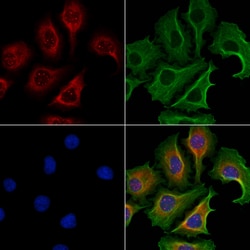 Invitrogen DNAL1 Polyclonal Antibody 100 &mu;L; Unconjugated:Antibodies,