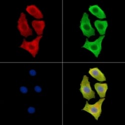 Invitrogen DZIP3 Polyclonal Antibody 100 &mu;L; Unconjugated:Antibodies,