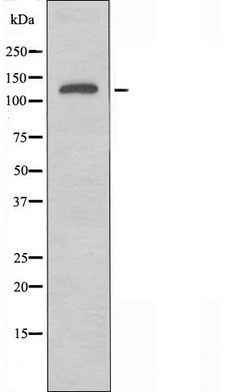 Invitrogen NEDL2 Polyclonal Antibody 100 &mu;L; Unconjugated:Antibodies,