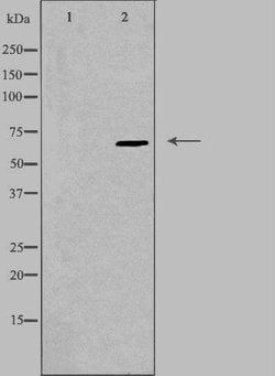 Invitrogen Epsin 2 Polyclonal Antibody 100 &mu;L; Unconjugated:Antibodies,