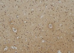 Invitrogen Epsin 3 Polyclonal Antibody 100 &mu;L; Unconjugated:Antibodies,