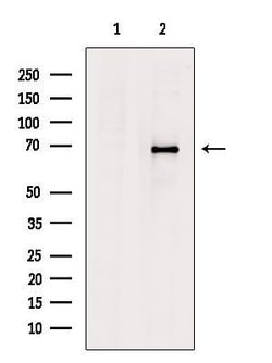 Invitrogen Epsin 3 Polyclonal Antibody 100 &mu;L; Unconjugated:Antibodies,