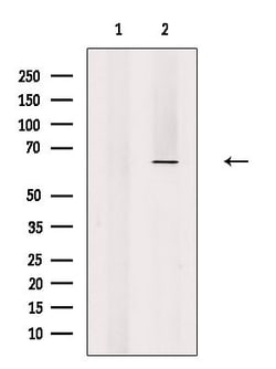 Invitrogen eIF3d Polyclonal Antibody 100 &mu;L; Unconjugated:Antibodies,