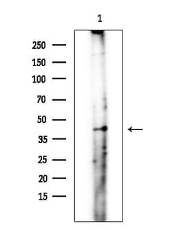 Invitrogen Folate Receptor alpha Polyclonal Antibody 100 &mu;L; Unconjugated:Antibodies,
