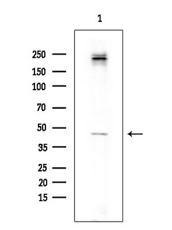 Invitrogen Folate Receptor alpha Polyclonal Antibody 100 &mu;L; Unconjugated:Antibodies,