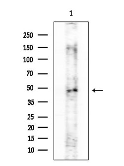 Invitrogen FOXB2 Polyclonal Antibody 100 &mu;L; Unconjugated:Antibodies,