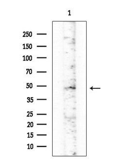 Invitrogen FOXB2 Polyclonal Antibody 100 &mu;L; Unconjugated:Antibodies,