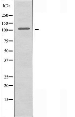 Invitrogen GPRIN1 Polyclonal Antibody 100 &mu;L; Unconjugated:Antibodies,