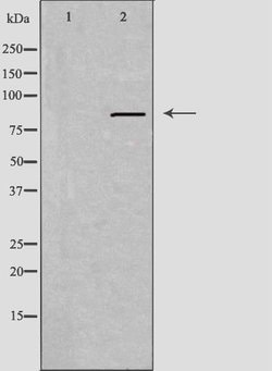 Invitrogen IFI16 Polyclonal Antibody 100 &mu;L; Unconjugated:Antibodies,