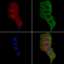 Invitrogen GCP4 Polyclonal Antibody 100 &mu;L; Unconjugated:Antibodies,