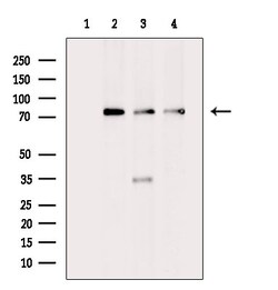 Invitrogen GCP4 Polyclonal Antibody 100 &mu;L; Unconjugated:Antibodies,
