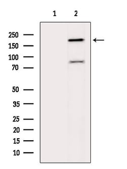 Invitrogen GCP6 Polyclonal Antibody 100 &mu;L; Unconjugated:Antibodies,
