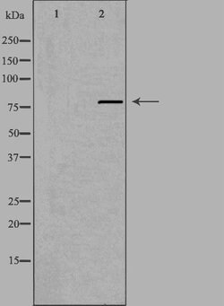 Invitrogen C2orf3 Polyclonal Antibody 100 &mu;L; Unconjugated:Antibodies,