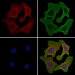 Invitrogen POFUT1 Polyclonal Antibody 100 &mu;L; Unconjugated:Antibodies,