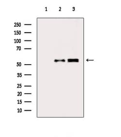 Invitrogen GLRB Polyclonal Antibody 100 &mu;L; Unconjugated:Antibodies,