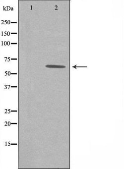 Invitrogen GRB14 Polyclonal Antibody 100 &mu;L; Unconjugated:Antibodies,