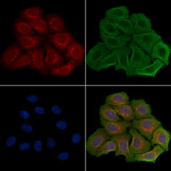 Invitrogen R3HCC1L Polyclonal Antibody 100 &mu;L; Unconjugated:Antibodies,