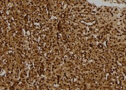 Invitrogen R3HCC1L Polyclonal Antibody 100 &mu;L; Unconjugated:Antibodies,