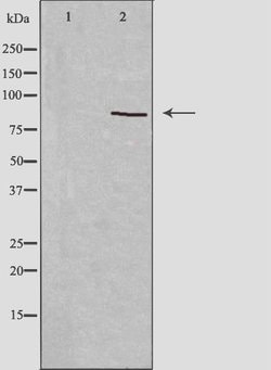 Invitrogen R3HCC1L Polyclonal Antibody 100 &mu;L; Unconjugated:Antibodies,