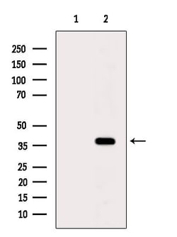 Invitrogen GIMAP4 Polyclonal Antibody 100 &mu;L; Unconjugated:Antibodies,