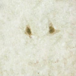 Invitrogen GNAL Polyclonal Antibody 100 &mu;L; Unconjugated:Antibodies,