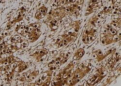Invitrogen GNB5 Polyclonal Antibody 100 &mu;L; Unconjugated:Antibodies,