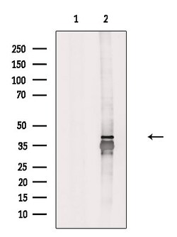 Invitrogen GNB5 Polyclonal Antibody 100 &mu;L; Unconjugated:Antibodies,