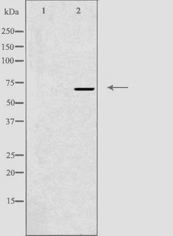 GNL1 Polyclonal Antibody:Antibodies, Polyclonal