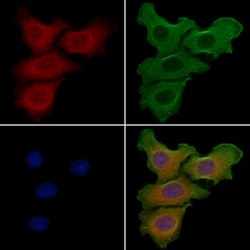 Invitrogen GBP3 Polyclonal Antibody 100 &mu;L; Unconjugated:Antibodies,