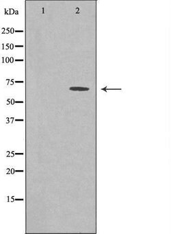 Invitrogen GBP3 Polyclonal Antibody 100 &mu;L; Unconjugated:Antibodies,