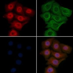 Invitrogen hnRNP CL1 Polyclonal Antibody 100 &mu;L; Unconjugated:Antibodies,